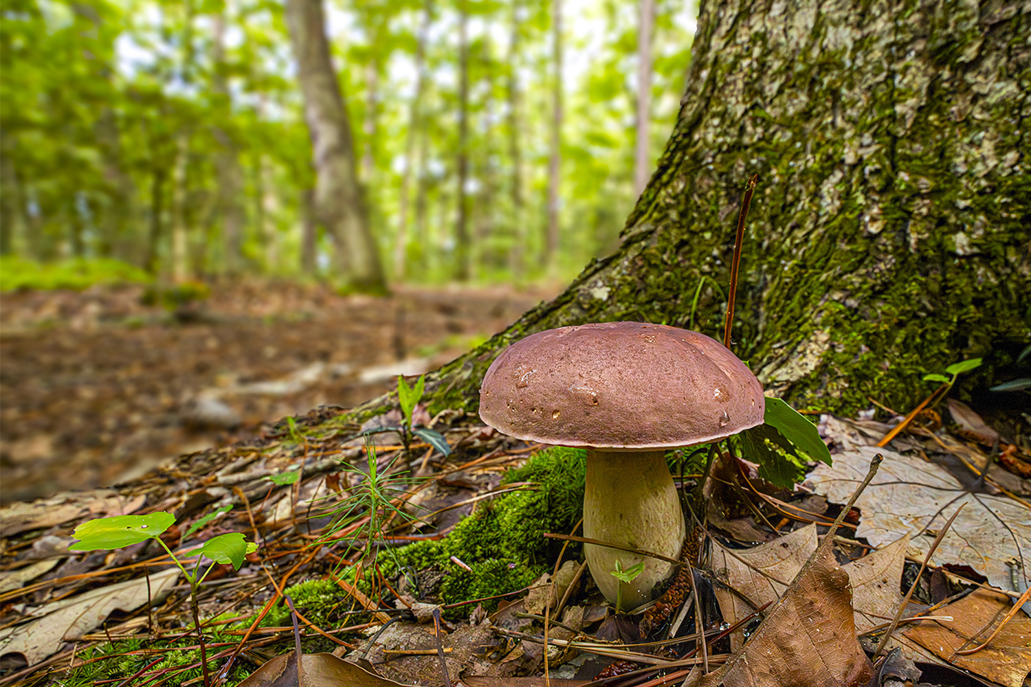 2nd PrizeOpen Nature In Class 2 By Lisa Mayo For Mushroom With A View OCT-2025.jpg